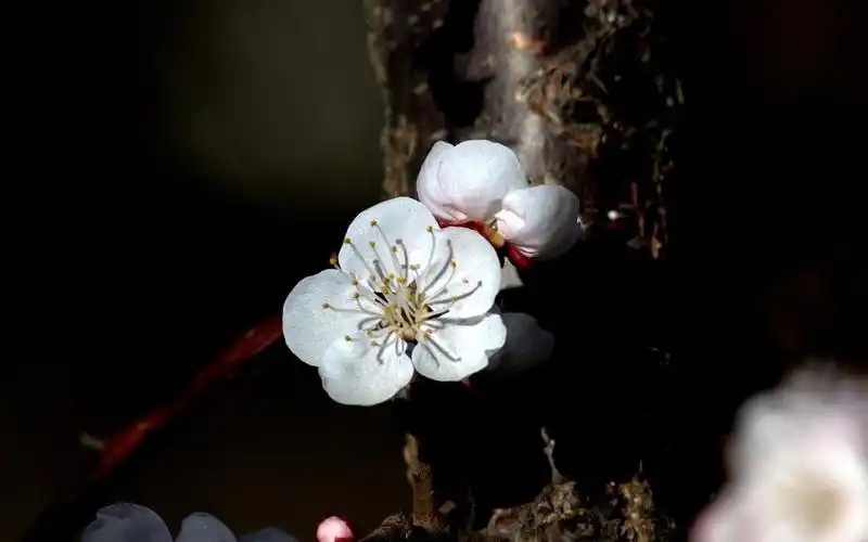 杏花粉红色花卉风景高清壁纸