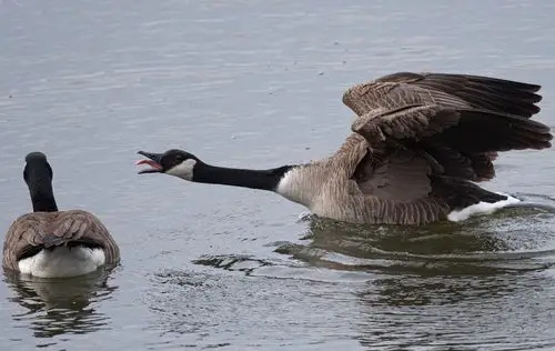加拿大野鹅(canada goose)