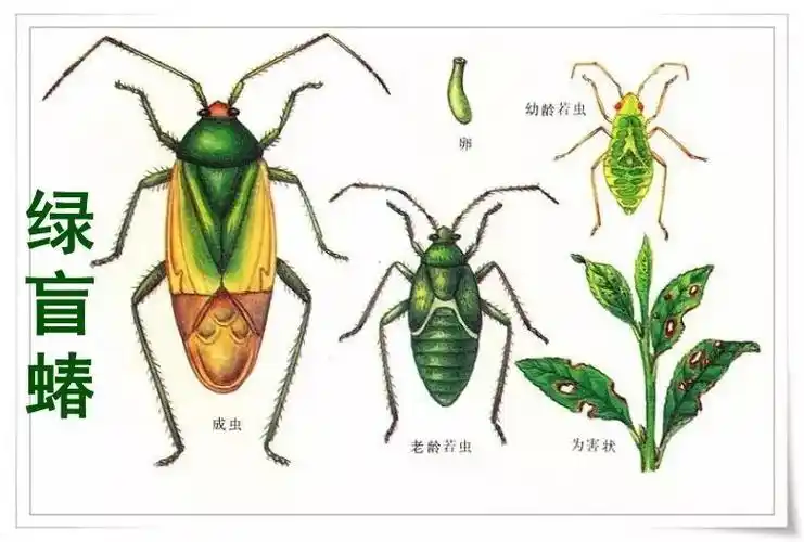 【枣树】绿盲蝽对果树的危害不小,如何用药效果好?_云上垄上