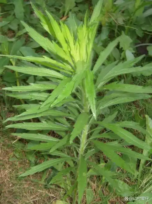 《飞蓬草:农村的宝藏中草药》