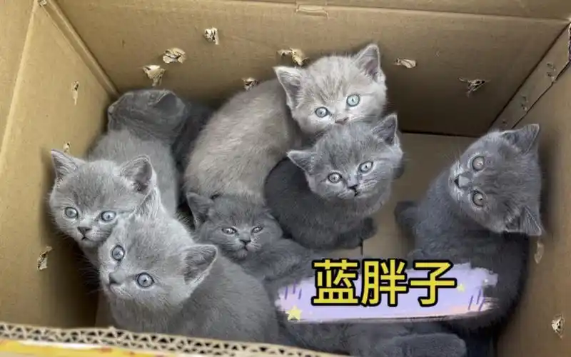 收了一窝蓝猫,400一只随便挑选,非常合适