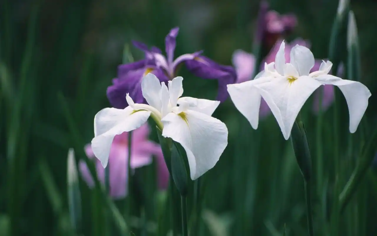 清新唯美的紫色花儿桌面壁纸