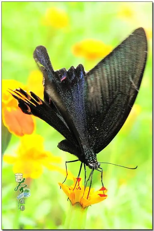 黑凤蝶