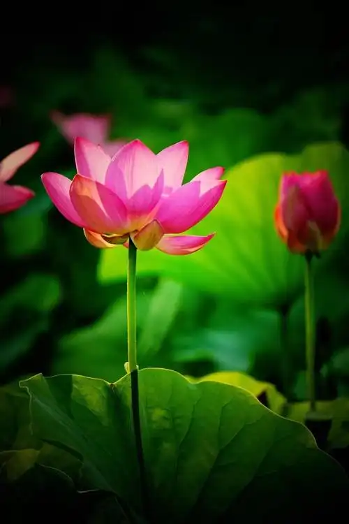 阜阳初夏荷花别样红高清大图