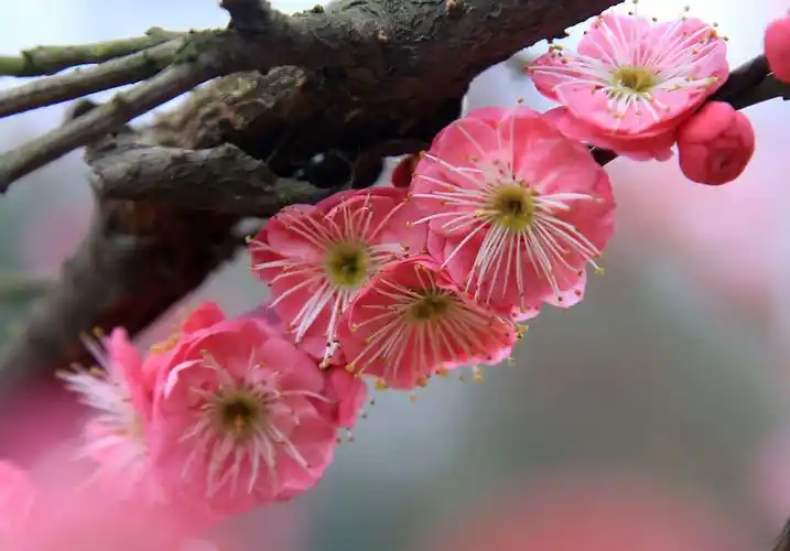 傲雪红梅报春来