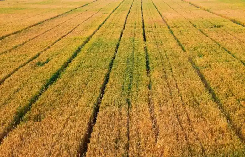 《怀念那些曾经的麦熟》 - 美篇