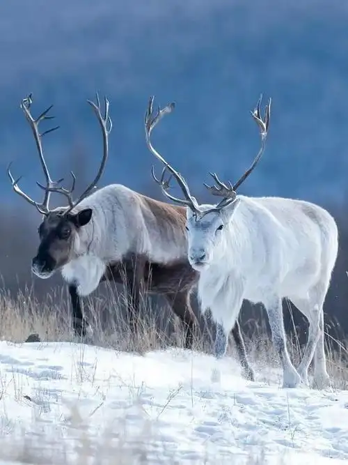 走进敖鲁古雅(二)|鄂温克|鄂温克族|马拉松_网易订阅