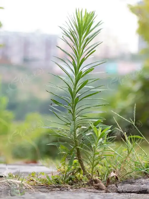 一颗直立的小蓬草
