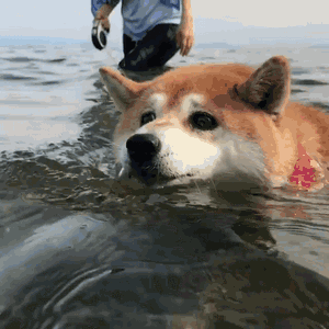 你知道在荷兰如何去游泳馆游泳吗原来并不是给钱就能去呢