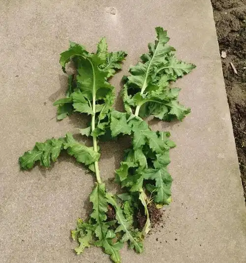 发现请立即举报→|毒品|罂粟|植物|种植_网易订阅