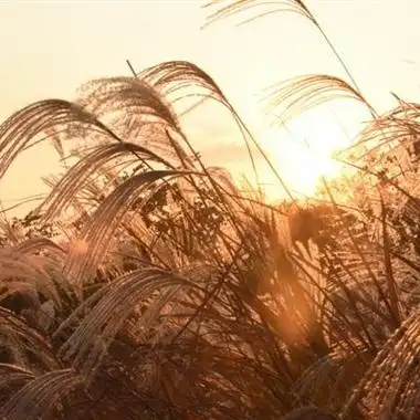 微信头像超清唯美意境