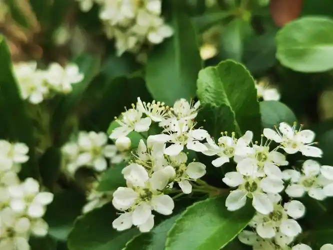 近日,周口公园的火棘陆续开花,花朵密密匝匝地挤在一起,小巧玲珑,清丽