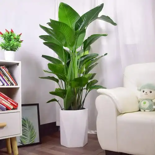 鹤望兰盆栽-鹤望兰盆栽厂家,品牌,图片,热帖-阿里巴巴