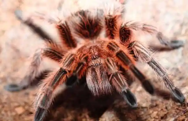 智利红玫瑰蜘蛛