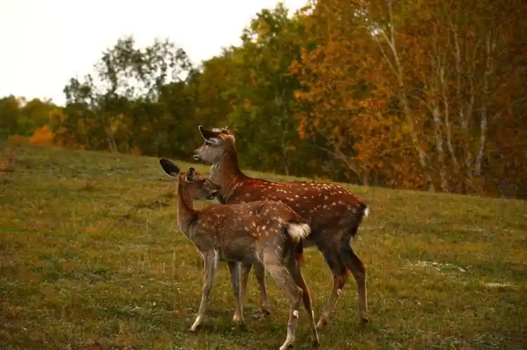 坝上风光——鹿与马