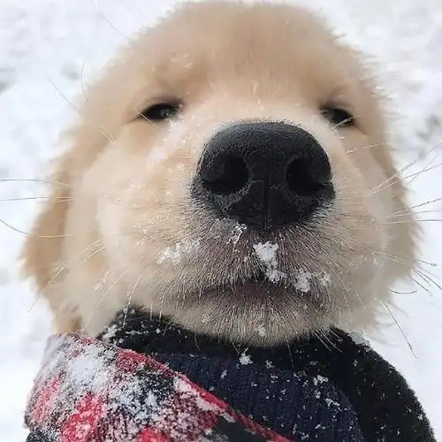 求这个小狗的头像