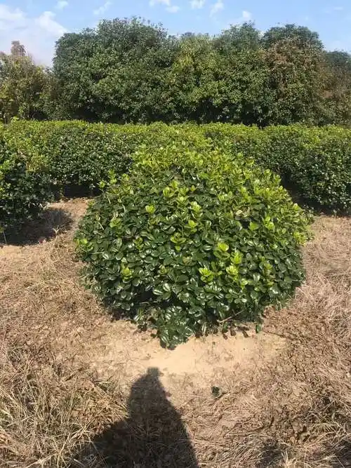 河南无刺枸骨 小杯苗灌木 无刺枸骨货源地千喜苗木