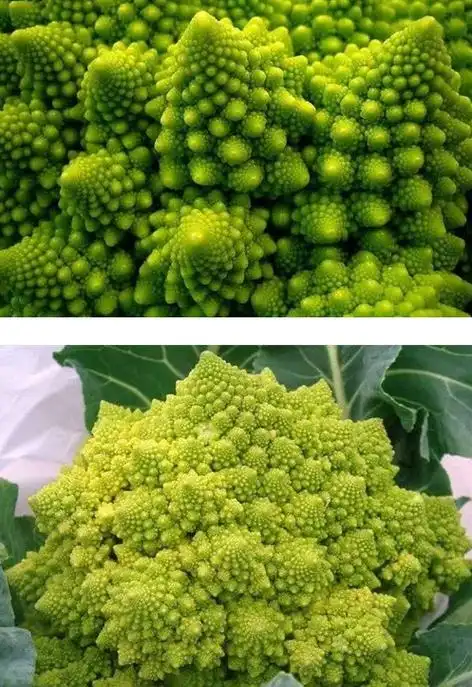 浙江在线 影像中心 图看天下 正文  盘点全球那些罕见的蔬菜   这些