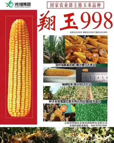 翔玉558 棒棒大!粮质好!脱水快!