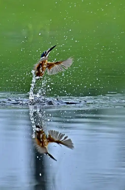 姿势满分!高颜值翠鸟出水瞬间