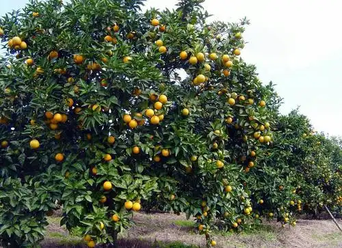 摄影秋季丰收季节的大橙子树图片分享!-猴子技术宅