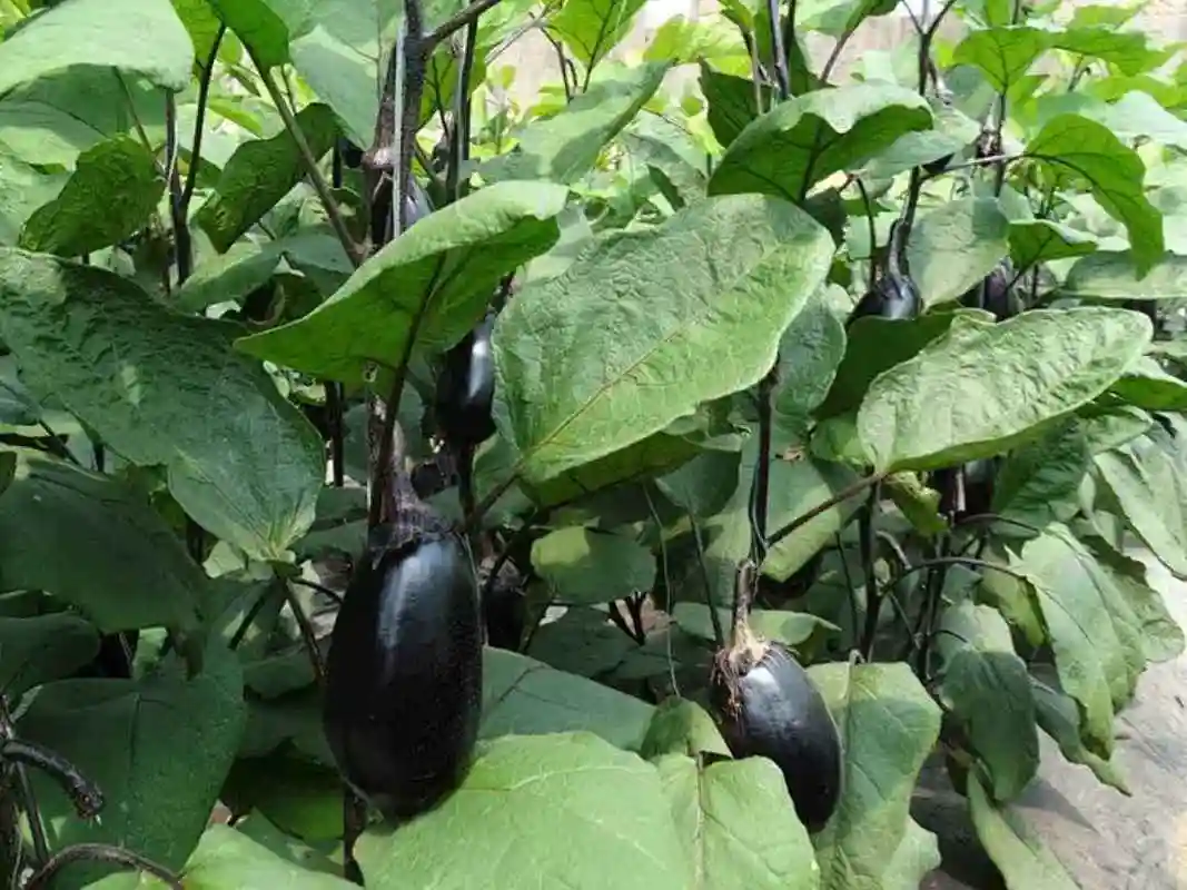 冬季用大棚种植茄子容易出现的问题根据实际情况进行处理