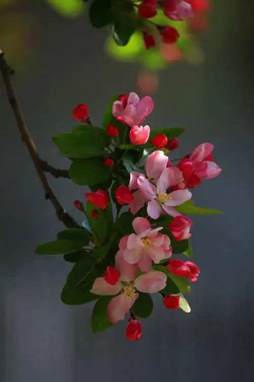 春之花.海棠花2