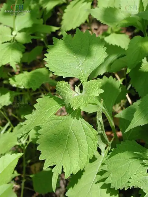p>柄叶香茶菜,多年生直立草本,花期6—8月,果期8-11月.