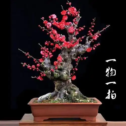 梅花盆景红须朱砂梅素心腊梅老桩宫粉梅造型树桩室内耐寒盆栽植物