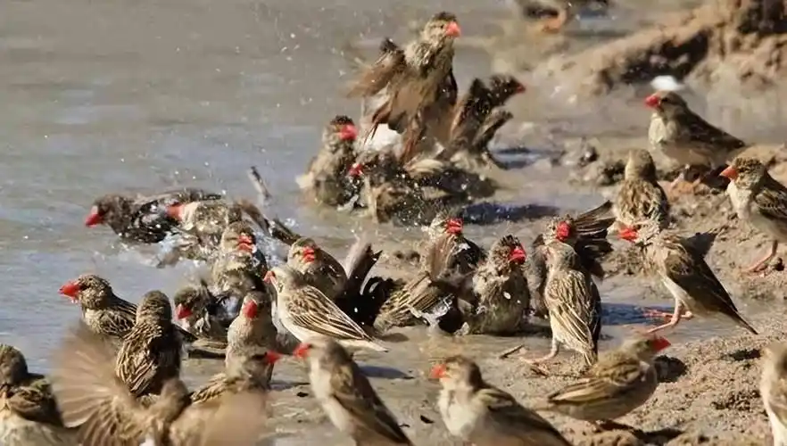 非洲遭遇15亿只麻雀侵袭鸟群挑战生态平衡日消耗粮食达1500吨