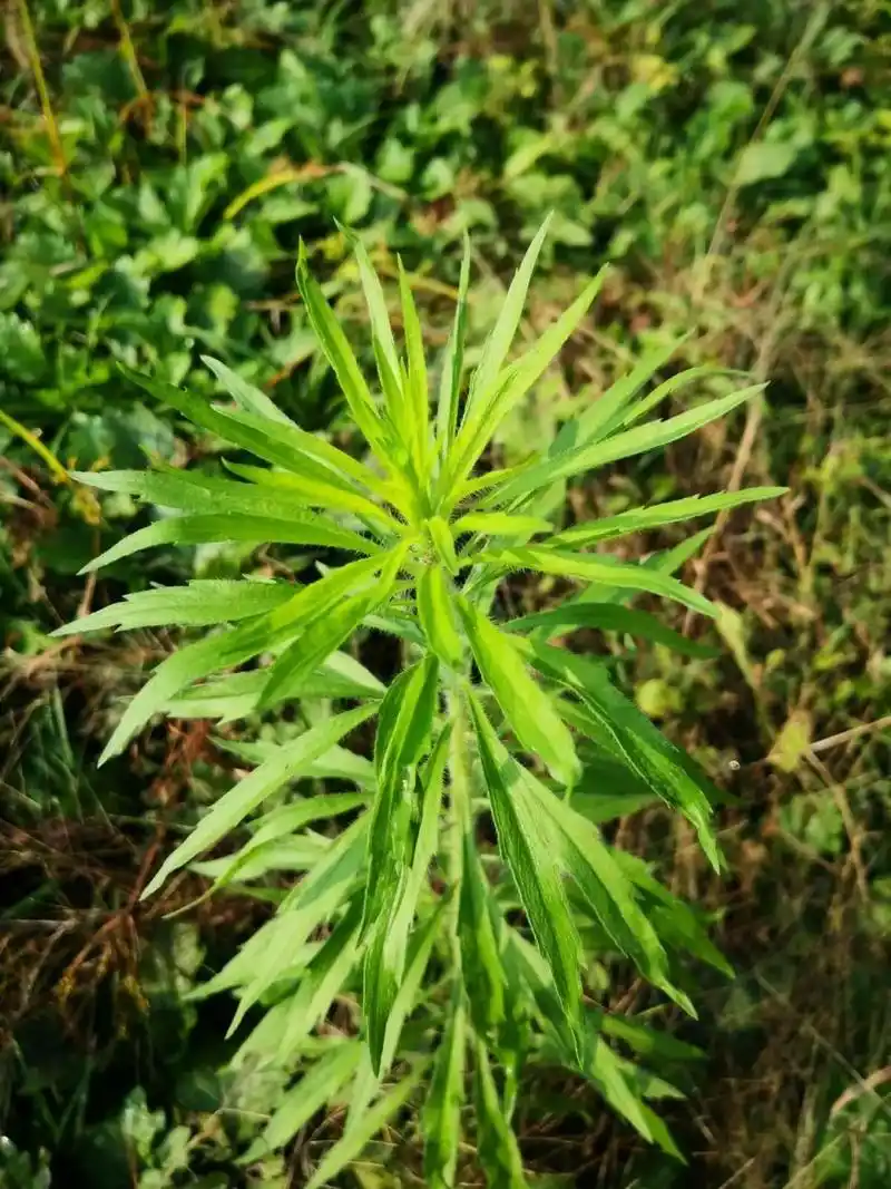 【每天认识一种植物 7/31】飞蓬 飞蓬,菊科飞蓬属植物 别名:飞蓬草 —