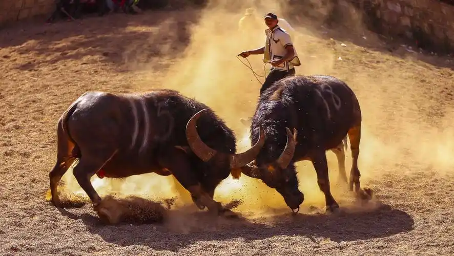 嘛妮嘛果.阿细玛的美篇