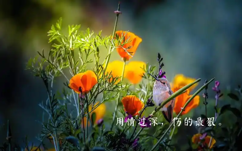 心情,说说,文字,伤感,非主流,心情,说说,文字,伤感,非主流,电脑壁纸