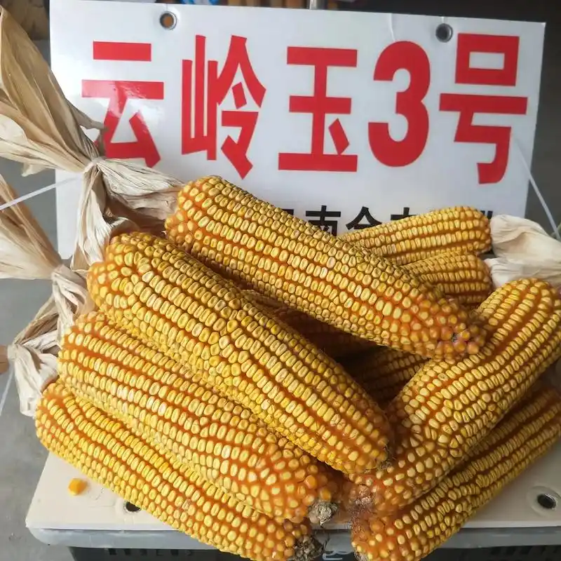 高海拔区域玉米新品种云岭玉3号,由云南会丰公司新推广玉米品种 - 抖