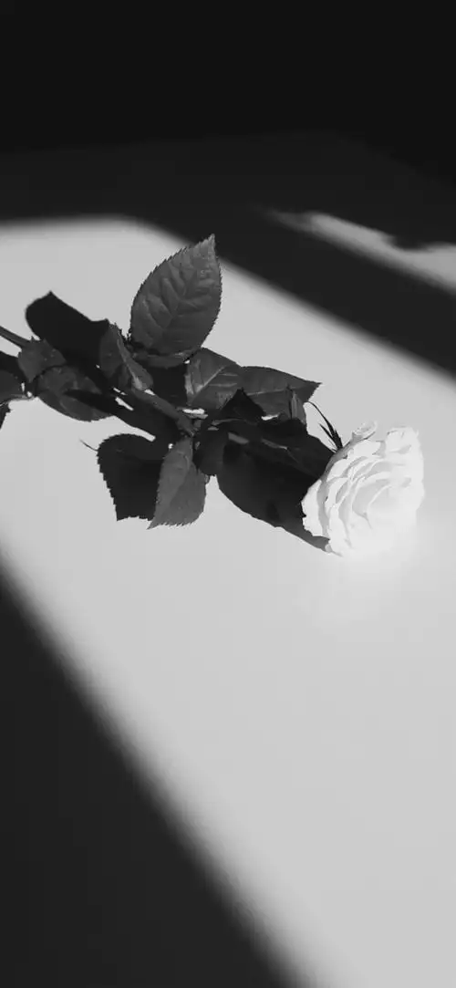 无人之境 - 堆糖,美图壁纸兴趣社区