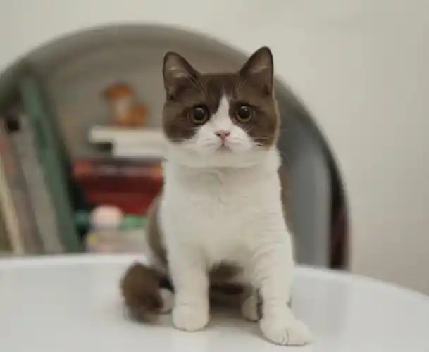 巧克力加白高白英短弟弟出售