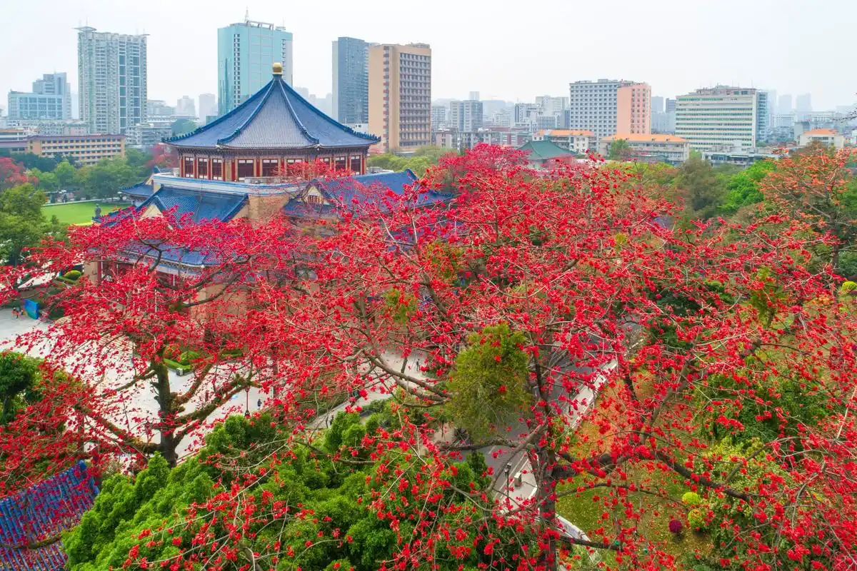 央媒看广州丨木棉花开春满城