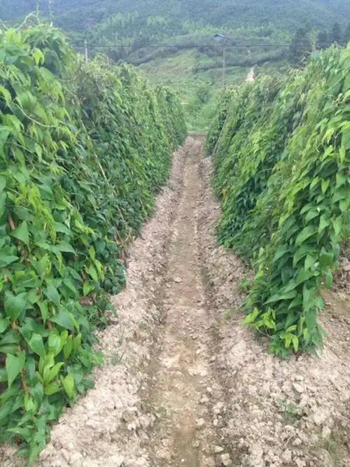 淮山定向栽培技术的改良紫淮山早熟增粗控长