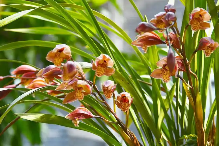 兰花之最--虎头兰