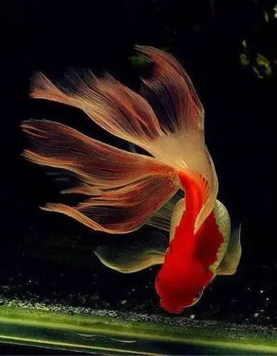 鱼- 堆糖,美图壁纸兴趣社区