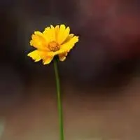 一朵花的清新图片头像 清新唯美范儿_微信头像图片大全