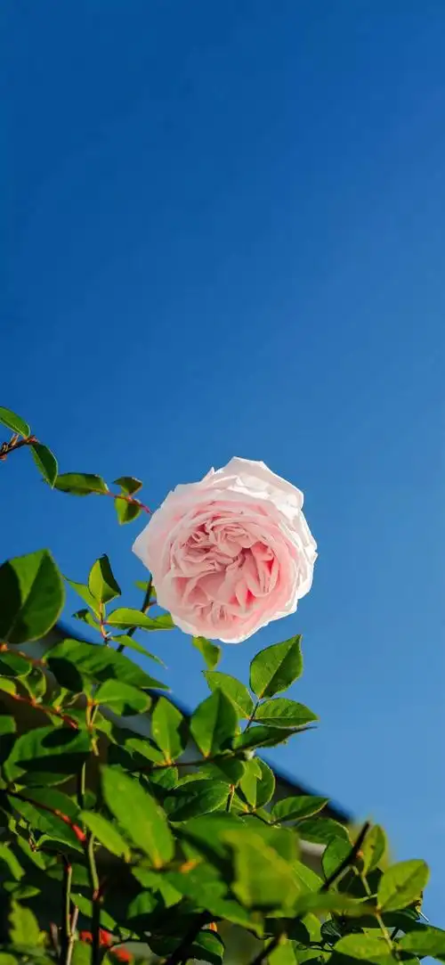 全面屏壁纸高清 | 唯美小清新手机壁纸