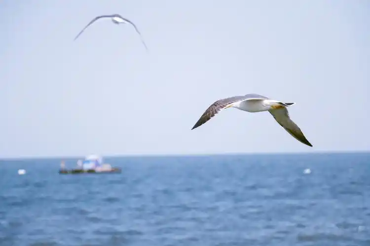 海鸥尽情的在海边飞翔,妈妈和宝贝在沙滩边吹泡泡玩耍,一个年迈的爷爷