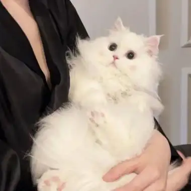 最近超火的超可爱猫咪头像呆萌情侣 微信头像猫咪图片大全可爱