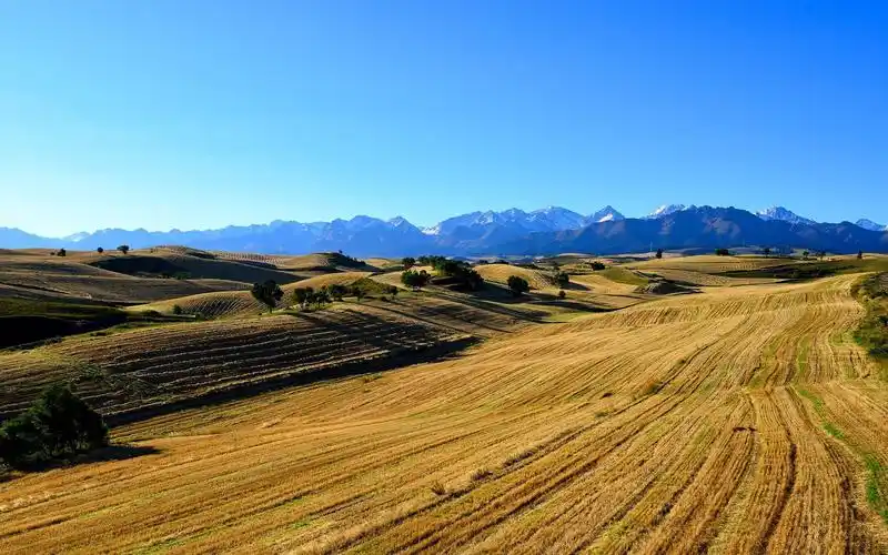 江布拉克麦田图片,风景-回车桌面