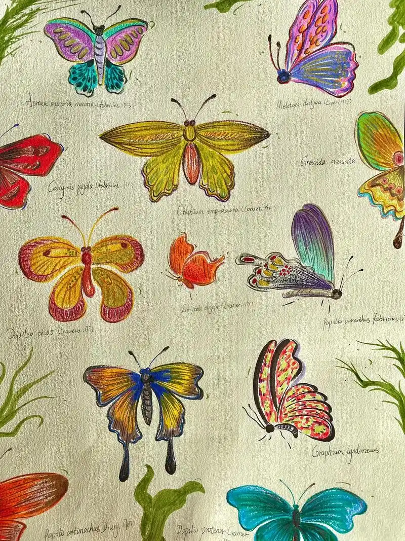 手绘插画|有趣的蝴蝶03|水彩|彩铅.#画画 #手绘 #治愈 - 抖音