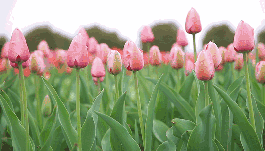 距离南阳30分钟车程,有个郁金香花海!游乐园,小桥流水!