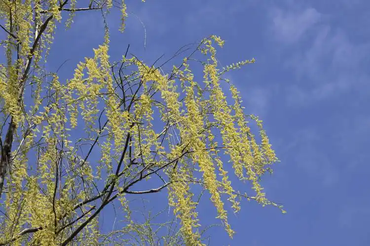 春风吹绿虞河柳