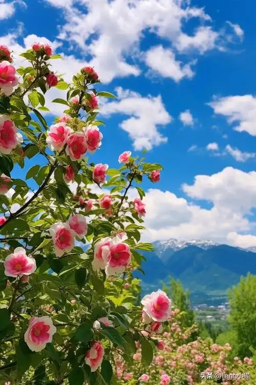 蓝天白云,花美云美