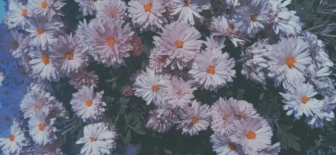 有没有好看的ins原宿风的电脑壁纸